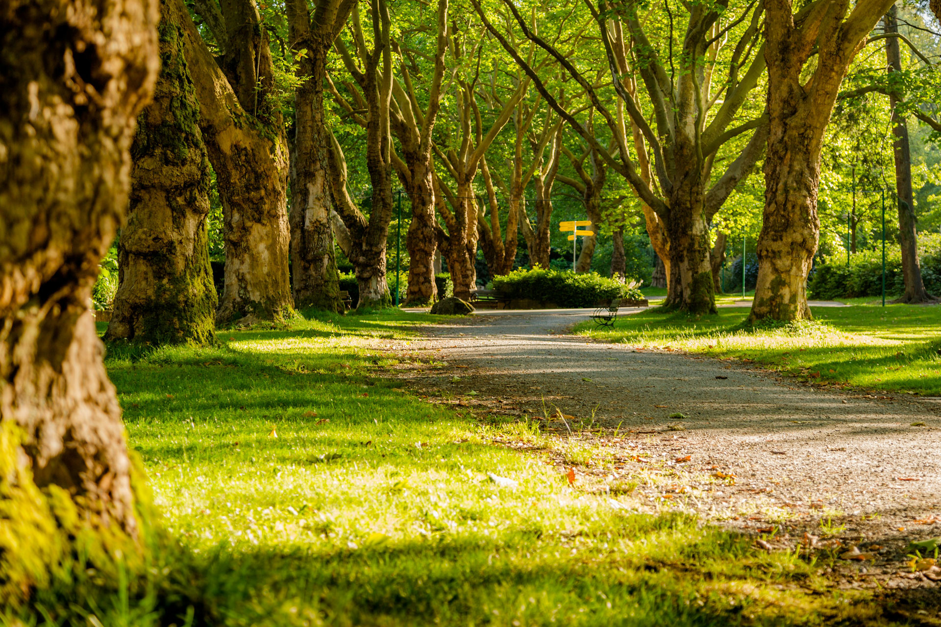 Parkwald Segendorf