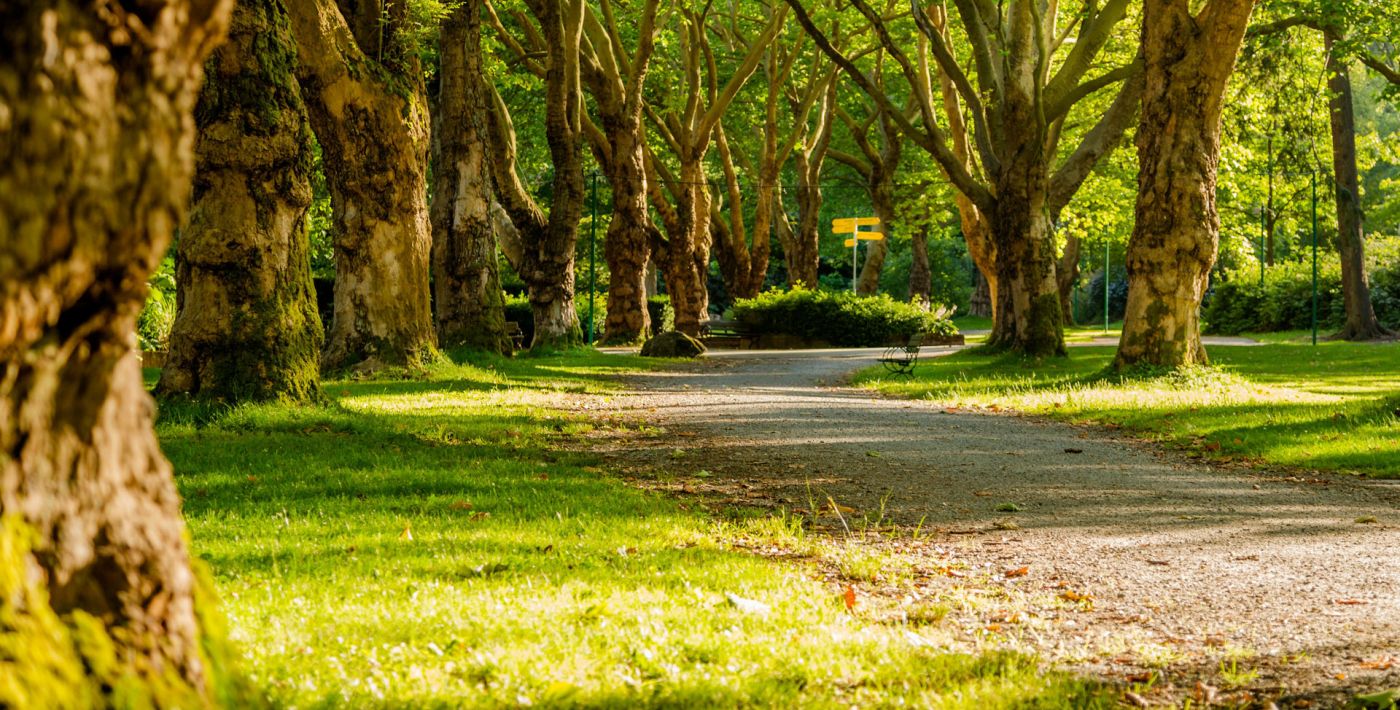 Parkwald Segendorf