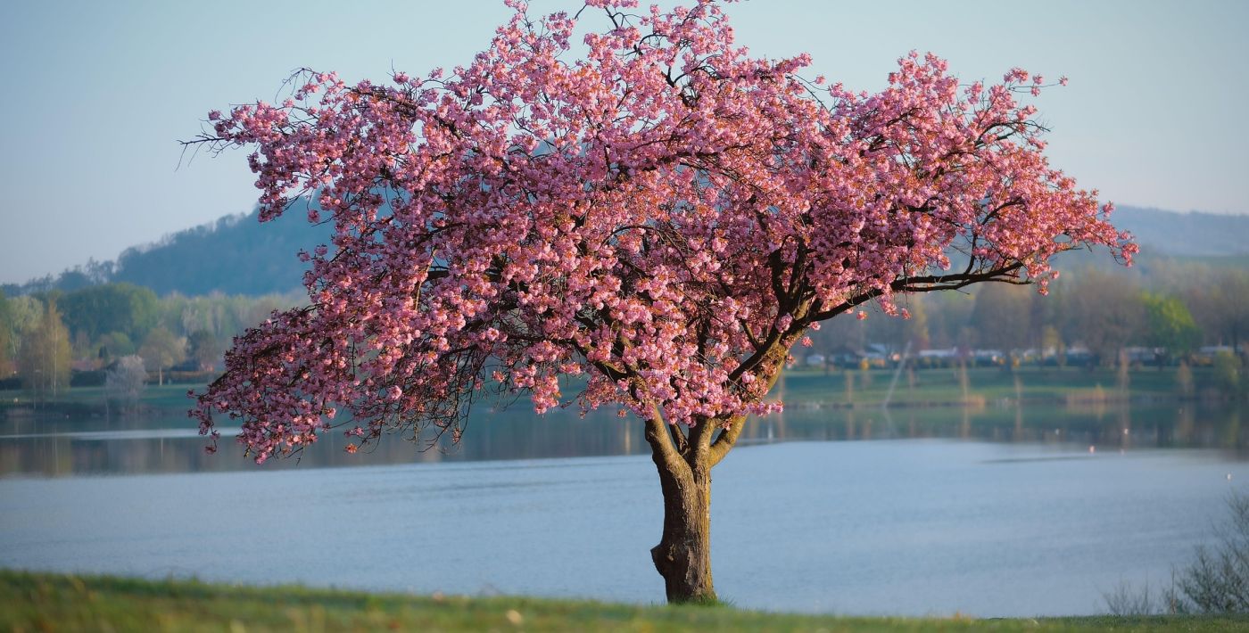 Engerser See – Naturidylle direkt am Rhein
